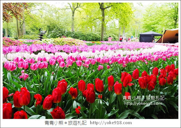 荷蘭庫肯霍夫公園》世界最大的鬱金香花園Keukenhof.隨處皆是明信片場景 @青青小熊*旅遊札記 荷蘭庫肯霍夫公園》世界最大的鬱金香花園Keukenhof.隨處皆是明信片場景 @青青小熊*旅遊札記