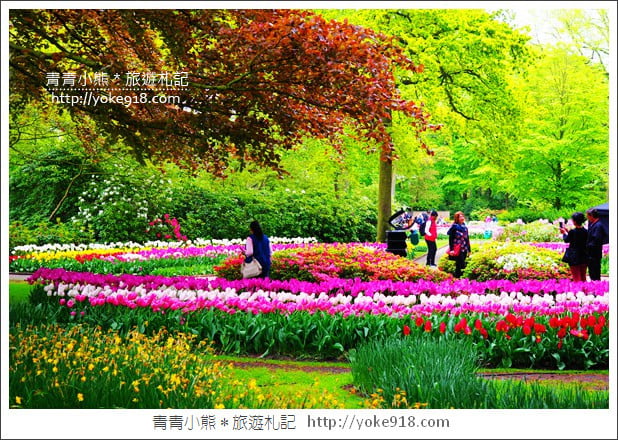 荷蘭庫肯霍夫公園》世界最大的鬱金香花園Keukenhof．隨處皆是明信片場景 @青青小熊＊旅遊札記