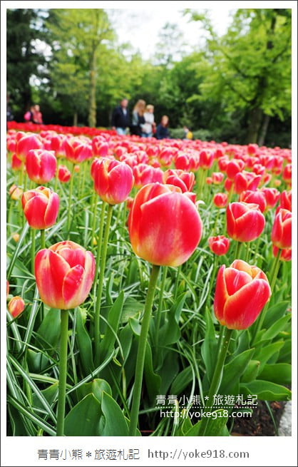 荷蘭庫肯霍夫公園》世界最大的鬱金香花園Keukenhof.隨處皆是明信片場景 @青青小熊*旅遊札記 荷蘭庫肯霍夫公園》世界最大的鬱金香花園Keukenhof.隨處皆是明信片場景 @青青小熊*旅遊札記