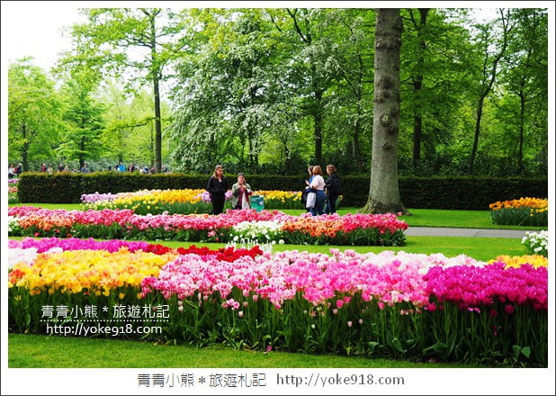 荷蘭庫肯霍夫公園》世界最大的鬱金香花園Keukenhof．隨處皆是明信片場景 @青青小熊＊旅遊札記