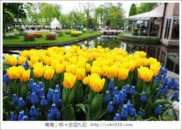 荷蘭庫肯霍夫公園》世界最大的鬱金香花園Keukenhof.隨處皆是明信片場景 @青青小熊*旅遊札記 荷蘭庫肯霍夫公園》世界最大的鬱金香花園Keukenhof.隨處皆是明信片場景 @青青小熊*旅遊札記