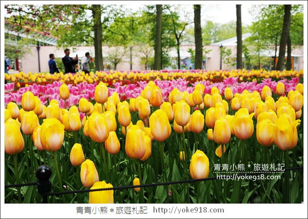 荷蘭庫肯霍夫公園》世界最大的鬱金香花園Keukenhof．隨處皆是明信片場景 @青青小熊＊旅遊札記