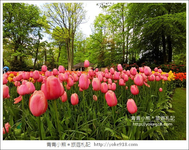 荷蘭庫肯霍夫公園》世界最大的鬱金香花園Keukenhof.隨處皆是明信片場景 @青青小熊*旅遊札記 荷蘭庫肯霍夫公園》世界最大的鬱金香花園Keukenhof.隨處皆是明信片場景 @青青小熊*旅遊札記