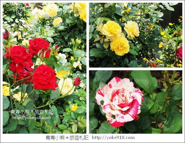 苗栗三義景點》雅聞香草植物工廠．走進凡爾賽玫瑰花園裡~超美必拍香草園 @青青小熊＊旅遊札記