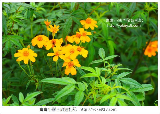 苗栗三義景點》雅聞香草植物工廠．走進凡爾賽玫瑰花園裡~超美必拍香草園 @青青小熊＊旅遊札記