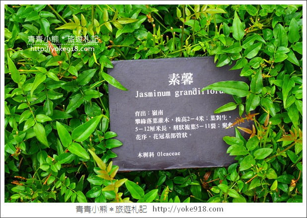 苗栗三義景點》雅聞香草植物工廠.走進凡爾賽玫瑰花園裡~超美必拍香草園 @青青小熊*旅遊札記 苗栗三義景點》雅聞香草植物工廠.走進凡爾賽玫瑰花園裡~超美必拍香草園 @青青小熊*旅遊札記