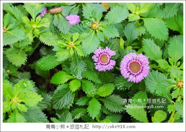 苗栗三義景點》雅聞香草植物工廠.走進凡爾賽玫瑰花園裡~超美必拍香草園 @青青小熊*旅遊札記 苗栗三義景點》雅聞香草植物工廠.走進凡爾賽玫瑰花園裡~超美必拍香草園 @青青小熊*旅遊札記