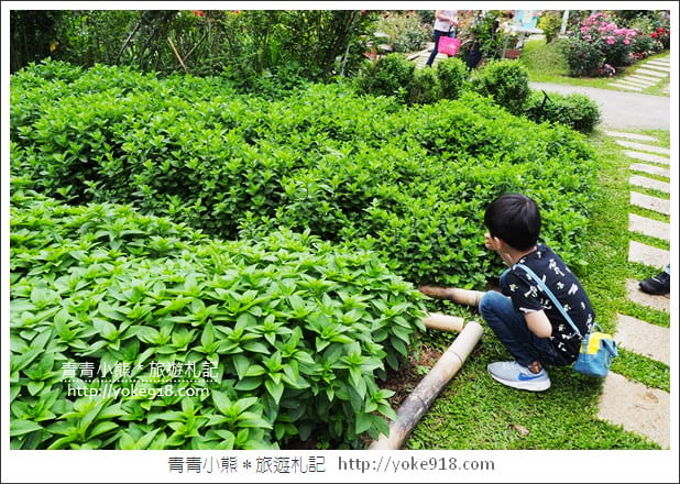 苗栗三義景點》雅聞香草植物工廠．走進凡爾賽玫瑰花園裡~超美必拍香草園 @青青小熊＊旅遊札記