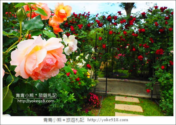 苗栗三義景點》雅聞香草植物工廠．走進凡爾賽玫瑰花園裡~超美必拍香草園 @青青小熊＊旅遊札記