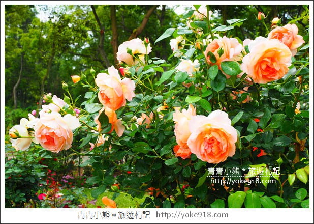 苗栗三義景點》雅聞香草植物工廠.走進凡爾賽玫瑰花園裡~超美必拍香草園 @青青小熊*旅遊札記 苗栗三義景點》雅聞香草植物工廠.走進凡爾賽玫瑰花園裡~超美必拍香草園 @青青小熊*旅遊札記