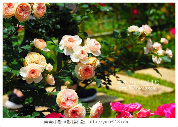 苗栗三義景點》雅聞香草植物工廠.走進凡爾賽玫瑰花園裡~超美必拍香草園 @青青小熊*旅遊札記 苗栗三義景點》雅聞香草植物工廠.走進凡爾賽玫瑰花園裡~超美必拍香草園 @青青小熊*旅遊札記