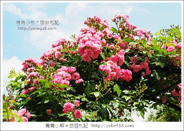 苗栗三義景點》雅聞香草植物工廠.走進凡爾賽玫瑰花園裡~超美必拍香草園 @青青小熊*旅遊札記 苗栗三義景點》雅聞香草植物工廠.走進凡爾賽玫瑰花園裡~超美必拍香草園 @青青小熊*旅遊札記