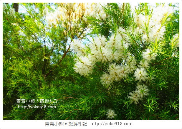 苗栗三義景點》雅聞香草植物工廠.走進凡爾賽玫瑰花園裡~超美必拍香草園 @青青小熊*旅遊札記 苗栗三義景點》雅聞香草植物工廠.走進凡爾賽玫瑰花園裡~超美必拍香草園 @青青小熊*旅遊札記