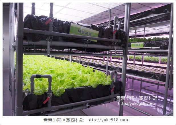 苗栗三義景點》雅聞香草植物工廠.走進凡爾賽玫瑰花園裡~超美必拍香草園 @青青小熊*旅遊札記 苗栗三義景點》雅聞香草植物工廠.走進凡爾賽玫瑰花園裡~超美必拍香草園 @青青小熊*旅遊札記