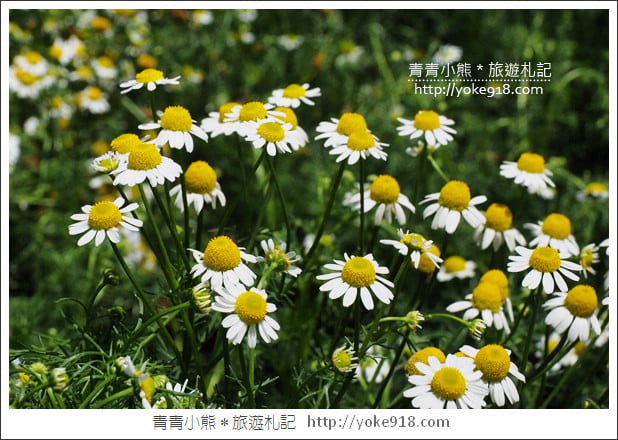 苗栗三義景點》雅聞香草植物工廠.走進凡爾賽玫瑰花園裡~超美必拍香草園 @青青小熊*旅遊札記 苗栗三義景點》雅聞香草植物工廠.走進凡爾賽玫瑰花園裡~超美必拍香草園 @青青小熊*旅遊札記