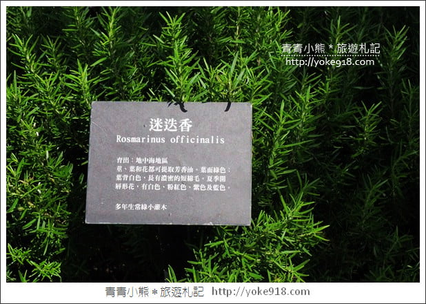 苗栗三義景點》雅聞香草植物工廠.走進凡爾賽玫瑰花園裡~超美必拍香草園 @青青小熊*旅遊札記 苗栗三義景點》雅聞香草植物工廠.走進凡爾賽玫瑰花園裡~超美必拍香草園 @青青小熊*旅遊札記