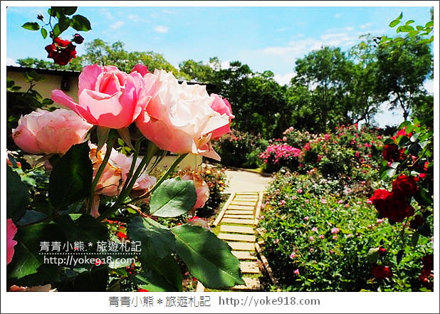 苗栗三義景點》雅聞香草植物工廠．走進凡爾賽玫瑰花園裡~超美必拍香草園 @青青小熊＊旅遊札記