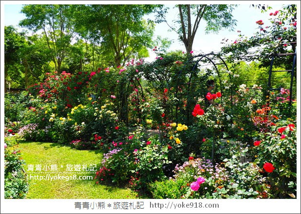 苗栗三義景點》雅聞香草植物工廠.走進凡爾賽玫瑰花園裡~超美必拍香草園 @青青小熊*旅遊札記 苗栗三義景點》雅聞香草植物工廠.走進凡爾賽玫瑰花園裡~超美必拍香草園 @青青小熊*旅遊札記