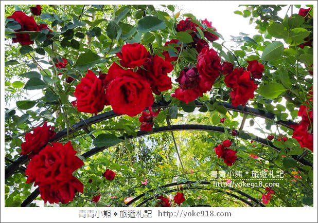 苗栗三義景點》雅聞香草植物工廠.走進凡爾賽玫瑰花園裡~超美必拍香草園 @青青小熊*旅遊札記 苗栗三義景點》雅聞香草植物工廠.走進凡爾賽玫瑰花園裡~超美必拍香草園 @青青小熊*旅遊札記