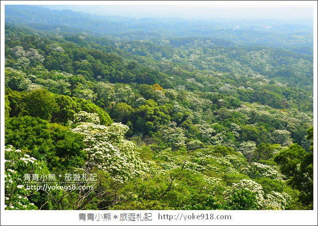 苗栗景點》九華山天空步道&天空之橋．銅鑼最迷人的自行車道賞桐花 @青青小熊＊旅遊札記