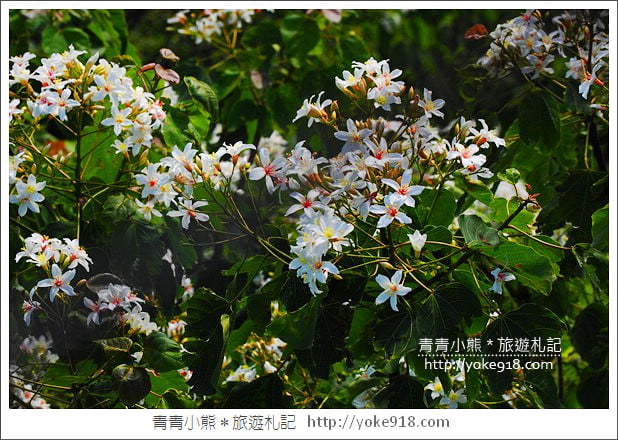 苗栗景點》九華山天空步道&天空之橋．銅鑼最迷人的自行車道賞桐花 @青青小熊＊旅遊札記