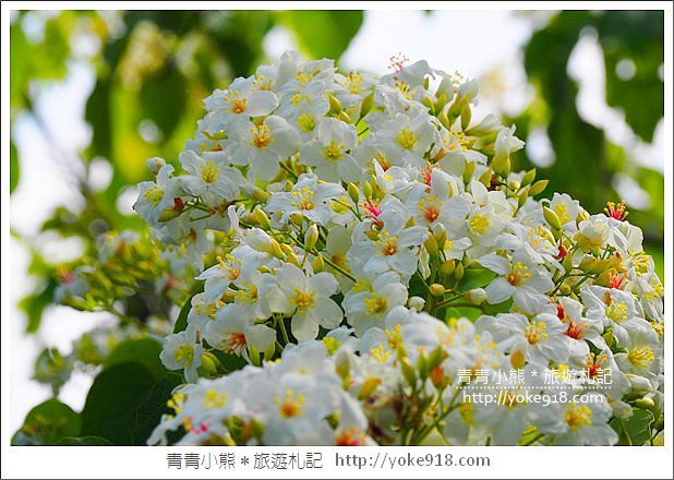 苗栗景點》九華山天空步道&天空之橋．銅鑼最迷人的自行車道賞桐花 @青青小熊＊旅遊札記