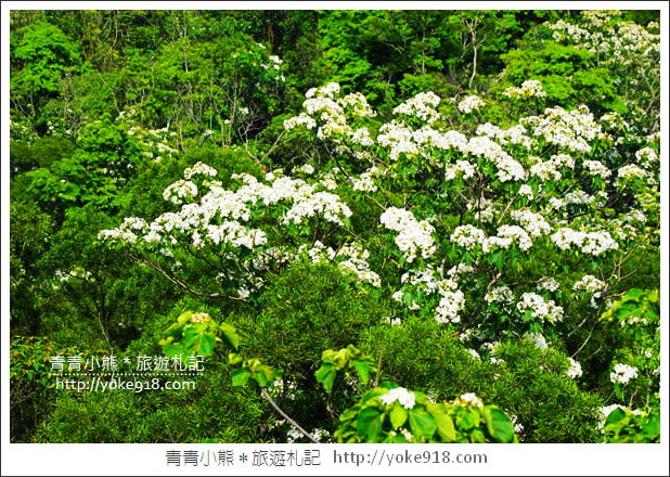 苗栗景點》九華山天空步道&天空之橋．銅鑼最迷人的自行車道賞桐花 @青青小熊＊旅遊札記