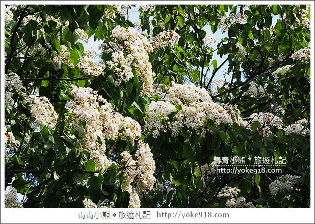 苗栗景點》九華山天空步道&天空之橋．銅鑼最迷人的自行車道賞桐花 @青青小熊＊旅遊札記