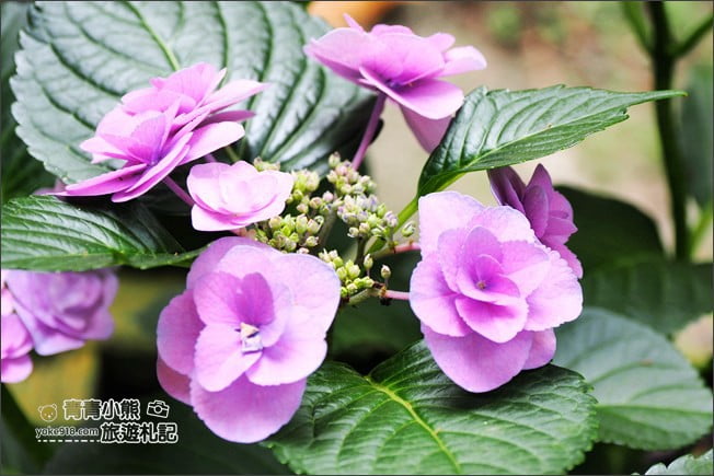 台中景點》新社千樺花園.百花齊開,浪漫花園/玻璃屋~森林系景觀餐廳 @青青小熊*旅遊札記 台中景點》新社千樺花園.百花齊開,浪漫花園/玻璃屋~森林系景觀餐廳 @青青小熊*旅遊札記
