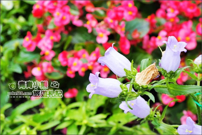 台中景點》新社千樺花園．百花齊開，浪漫花園/玻璃屋~森林系景觀餐廳 @青青小熊＊旅遊札記