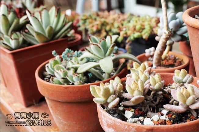 台中景點》新社千樺花園.百花齊開,浪漫花園/玻璃屋~森林系景觀餐廳 @青青小熊*旅遊札記 台中景點》新社千樺花園.百花齊開,浪漫花園/玻璃屋~森林系景觀餐廳 @青青小熊*旅遊札記