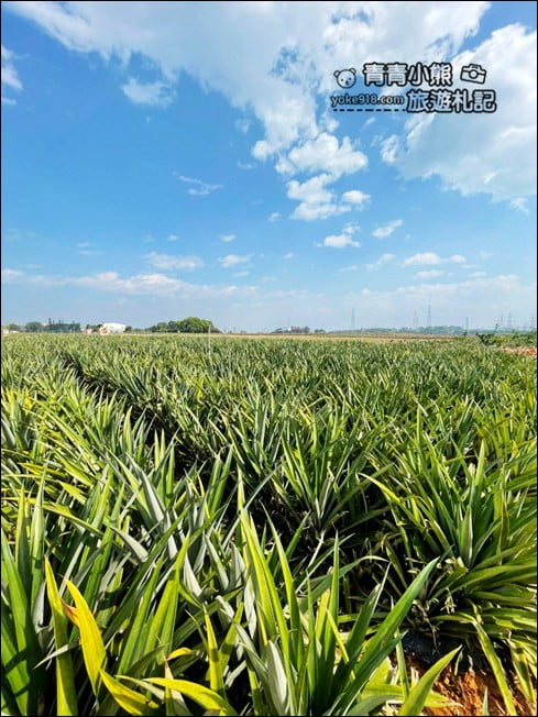 嘉義景點》民雄阿美鳳梨4.0.超可愛造型鳳梨屋~拍照打卡去 @青青小熊*旅遊札記 嘉義景點》民雄阿美鳳梨4.0.超可愛造型鳳梨屋~拍照打卡去 @青青小熊*旅遊札記