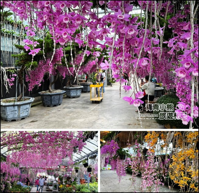 台中后里景點》萌芳花卉農場.粉嫩的石斛蘭綻放中~免費賞花景點推薦 @青青小熊*旅遊札記 台中后里景點》萌芳花卉農場.粉嫩的石斛蘭綻放中~免費賞花景點推薦 @青青小熊*旅遊札記