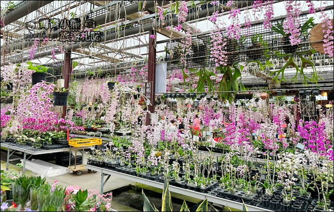 台中后里景點》萌芳花卉農場.粉嫩的石斛蘭綻放中~免費賞花景點推薦 @青青小熊*旅遊札記 台中后里景點》萌芳花卉農場.粉嫩的石斛蘭綻放中~免費賞花景點推薦 @青青小熊*旅遊札記