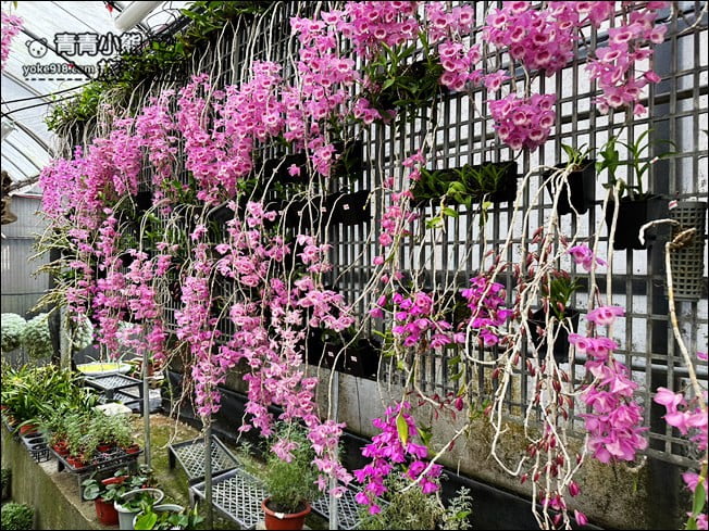 台中后里景點》萌芳花卉農場.粉嫩的石斛蘭綻放中~免費賞花景點推薦 @青青小熊*旅遊札記 台中后里景點》萌芳花卉農場.粉嫩的石斛蘭綻放中~免費賞花景點推薦 @青青小熊*旅遊札記