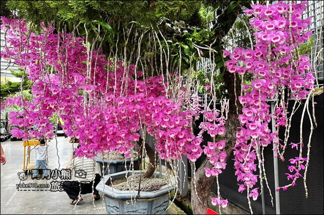 台中后里景點》萌芳花卉農場.粉嫩的石斛蘭綻放中~免費賞花景點推薦 @青青小熊*旅遊札記 台中后里景點》萌芳花卉農場.粉嫩的石斛蘭綻放中~免費賞花景點推薦 @青青小熊*旅遊札記