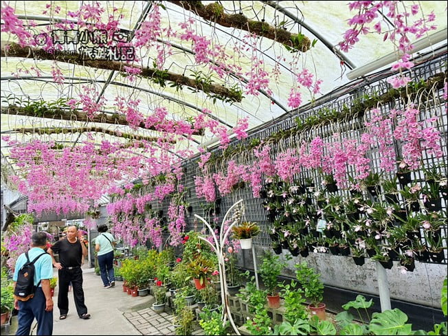台中后里景點》萌芳花卉農場．粉嫩的石斛蘭綻放中~免費賞花景點推薦 @青青小熊＊旅遊札記
