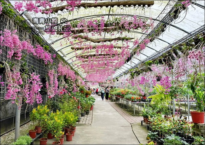 台中后里景點》萌芳花卉農場.粉嫩的石斛蘭綻放中~免費賞花景點推薦 @青青小熊*旅遊札記 台中后里景點》萌芳花卉農場.粉嫩的石斛蘭綻放中~免費賞花景點推薦 @青青小熊*旅遊札記
