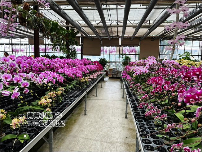 台中后里景點》萌芳花卉農場．粉嫩的石斛蘭綻放中~免費賞花景點推薦 @青青小熊＊旅遊札記
