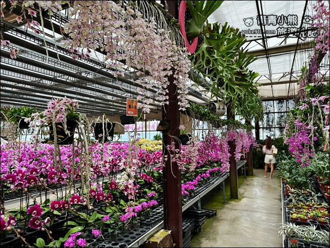 台中后里景點》萌芳花卉農場.粉嫩的石斛蘭綻放中~免費賞花景點推薦 @青青小熊*旅遊札記 台中后里景點》萌芳花卉農場.粉嫩的石斛蘭綻放中~免費賞花景點推薦 @青青小熊*旅遊札記