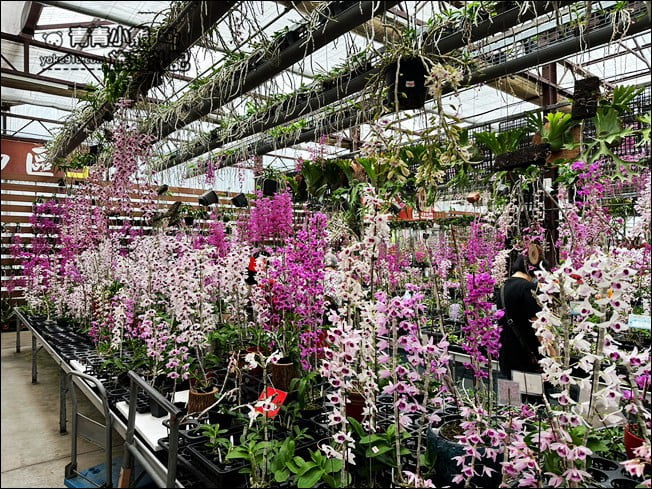 台中后里景點》萌芳花卉農場.粉嫩的石斛蘭綻放中~免費賞花景點推薦 @青青小熊*旅遊札記 台中后里景點》萌芳花卉農場.粉嫩的石斛蘭綻放中~免費賞花景點推薦 @青青小熊*旅遊札記