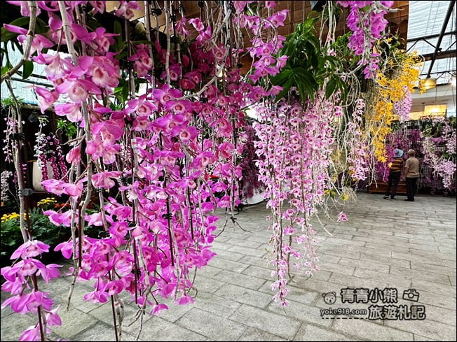 台中后里景點》萌芳花卉農場.粉嫩的石斛蘭綻放中~免費賞花景點推薦 @青青小熊*旅遊札記 台中后里景點》萌芳花卉農場.粉嫩的石斛蘭綻放中~免費賞花景點推薦 @青青小熊*旅遊札記