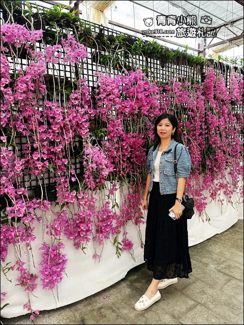 台中后里景點》萌芳花卉農場.粉嫩的石斛蘭綻放中~免費賞花景點推薦 @青青小熊*旅遊札記 台中后里景點》萌芳花卉農場.粉嫩的石斛蘭綻放中~免費賞花景點推薦 @青青小熊*旅遊札記
