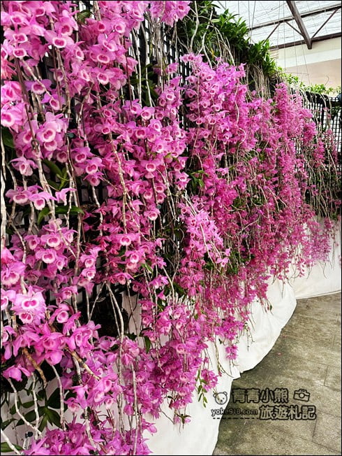台中后里景點》萌芳花卉農場.粉嫩的石斛蘭綻放中~免費賞花景點推薦 @青青小熊*旅遊札記 台中后里景點》萌芳花卉農場.粉嫩的石斛蘭綻放中~免費賞花景點推薦 @青青小熊*旅遊札記