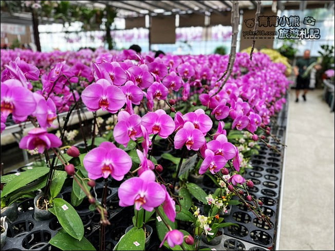 台中后里景點》萌芳花卉農場.粉嫩的石斛蘭綻放中~免費賞花景點推薦 @青青小熊*旅遊札記 台中后里景點》萌芳花卉農場.粉嫩的石斛蘭綻放中~免費賞花景點推薦 @青青小熊*旅遊札記