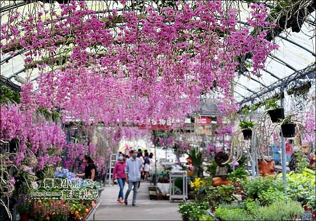 台中后里景點》萌芳花卉農場.粉嫩的石斛蘭綻放中~免費賞花景點推薦 @青青小熊*旅遊札記 台中后里景點》萌芳花卉農場.粉嫩的石斛蘭綻放中~免費賞花景點推薦 @青青小熊*旅遊札記