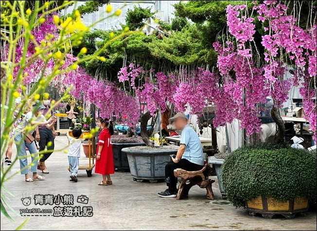 台中后里景點》萌芳花卉農場.粉嫩的石斛蘭綻放中~免費賞花景點推薦 @青青小熊*旅遊札記 台中后里景點》萌芳花卉農場.粉嫩的石斛蘭綻放中~免費賞花景點推薦 @青青小熊*旅遊札記