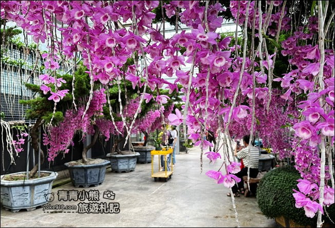 台中后里景點》萌芳花卉農場.粉嫩的石斛蘭綻放中~免費賞花景點推薦 @青青小熊*旅遊札記 台中后里景點》萌芳花卉農場.粉嫩的石斛蘭綻放中~免費賞花景點推薦 @青青小熊*旅遊札記