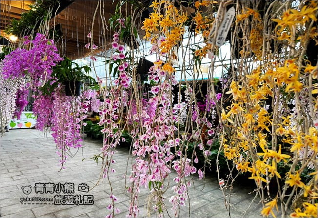 台中后里景點》萌芳花卉農場．粉嫩的石斛蘭綻放中~免費賞花景點推薦 @青青小熊＊旅遊札記