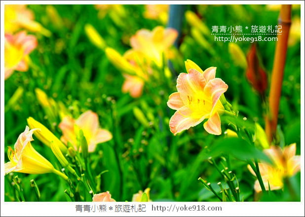 花蓮一日遊.二日遊》好玩必拍花蓮景點推薦~親子小旅行 @青青小熊＊旅遊札記